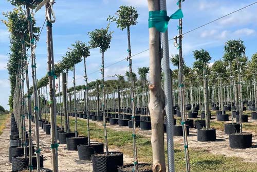 Fiberglass Tree Stakes: The Strong, Durable, and Sustainable Choice