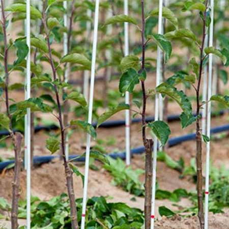 Fiberglass stakes for plants